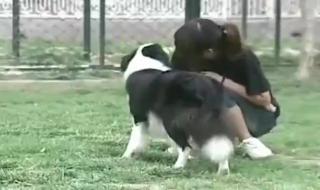 马犬训练科目全集教程 马犬的训练方法